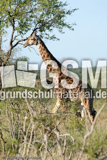 Giraffe (42 von 94).jpg